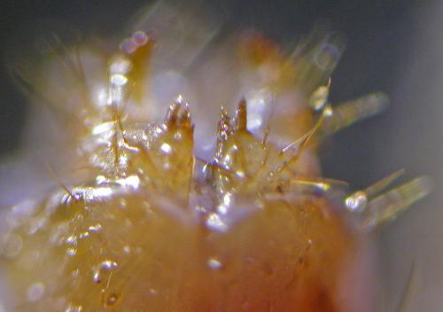 Lithobius tricuspis