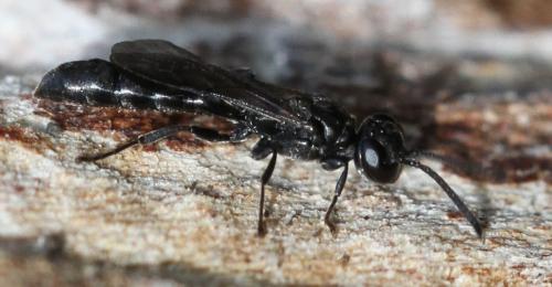 Trypoxylon sp.