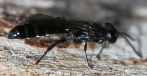 Trypoxylon sp.