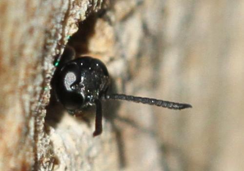 Trypoxylon sp.