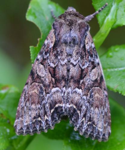 Réf. 142 828 : Lacanobia thalassina