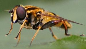 Réf. 142 155 : Helophilus pendulus