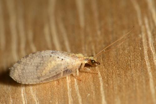 Réf. 142 783 : Hemerobius sp.
