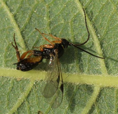 Réf. 142 039 : Protapanteles vitripennis