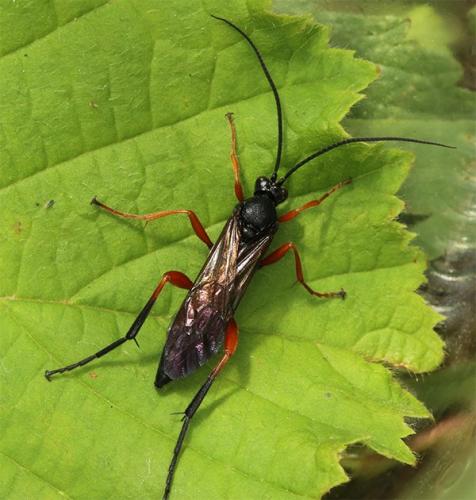 Hoplismenus terrificus