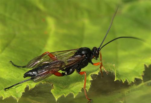 Hoplismenus terrificus