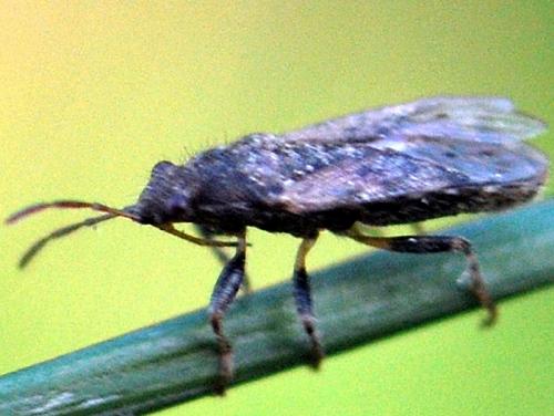 Heterogaster urticae