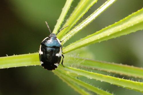 Tritomegas sexmaculatus