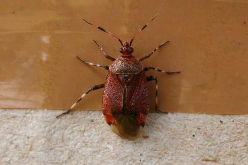 Réf. 142 826 : Deraeocoris olivaceus