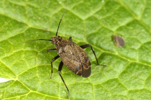 Réf. 142 863 : Polymerus nigrita