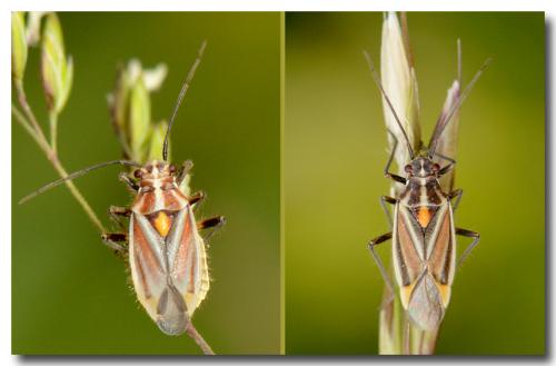 Horistus orientalis
