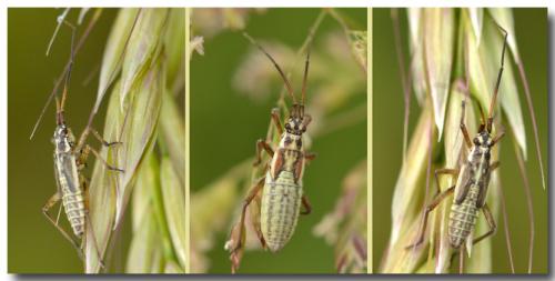 Réf. 142 425 : Leptopterna dolabrata