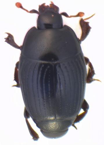 Réf. 142 082 : Carcinops pumilio