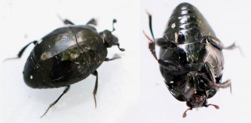 Réf. 142 412 : Saprinus semistriatus