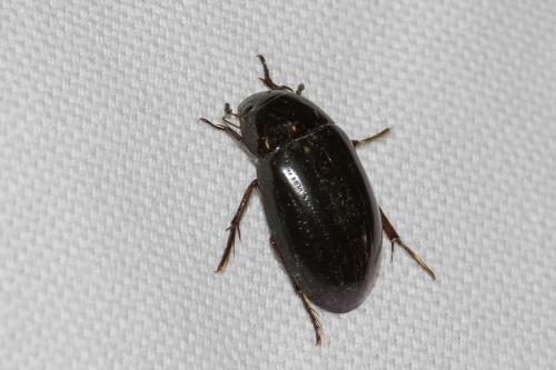 Réf. 142 349 : Hydrochara caraboides