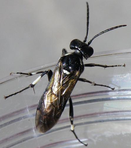 Réf. 142 928 : Macrophya albicincta