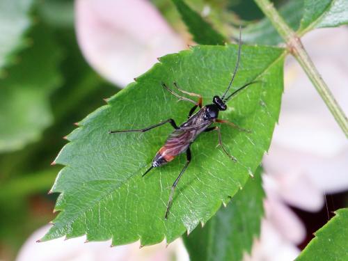 Cryptinae
