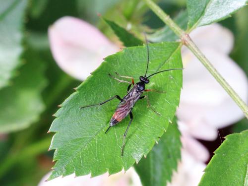 Cryptinae