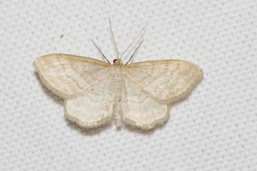 Idaea macilentaria