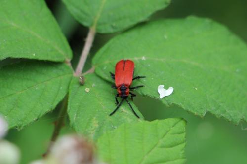 Réf. 142 888 : Lygistopterus sanguineus