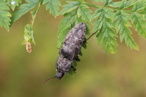 Agrypnus murinus