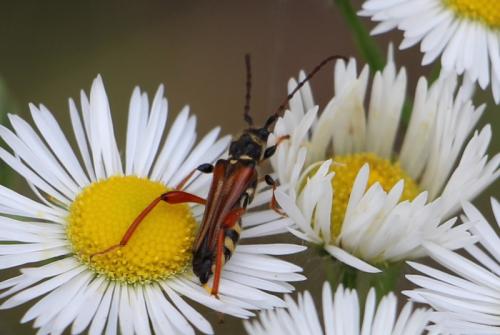 Stenopterus rufus