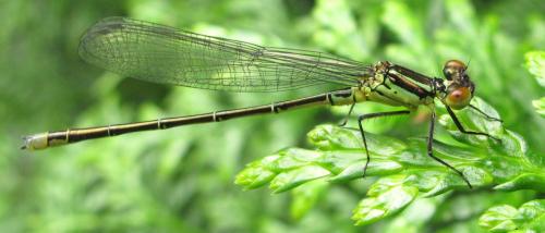Erythromma viridulum
