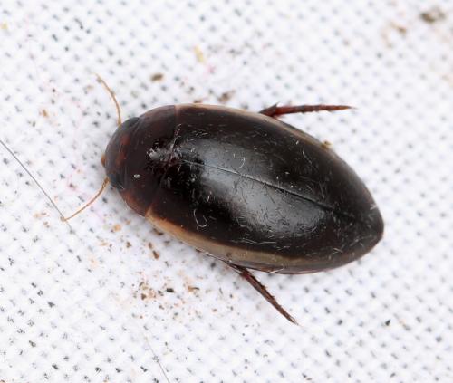Réf. 142 613 : Hydaticus seminiger