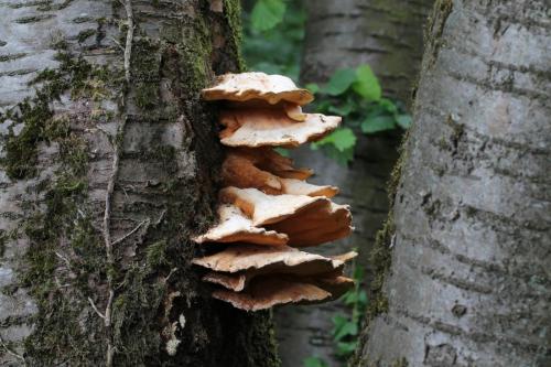 Mycetophagus multipunctatus