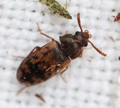 Mycetophagus multipunctatus