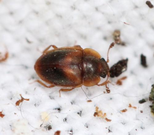 Réf. 142 866 : Epuraea limbata