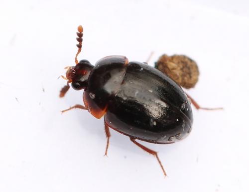 Réf. 142 871 : Anisotoma sp.