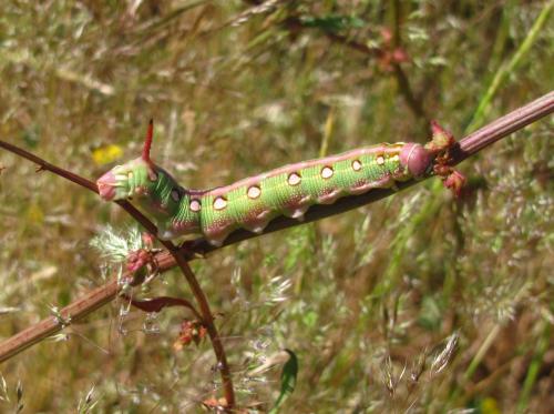 Hyles livornica