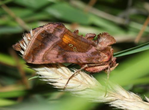 Autographa jota