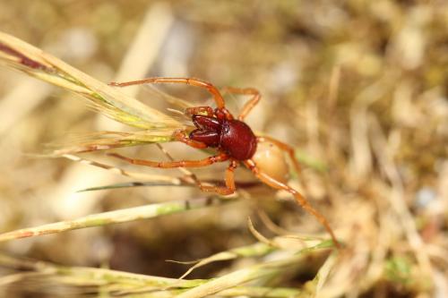 Dysdera crocata