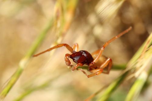 Réf. 142 146 : Dysdera crocata