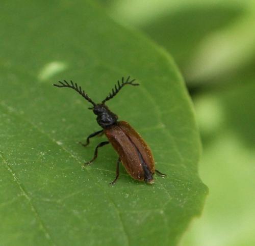 Drilus flavescens