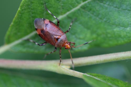 Réf. 142 751 : Deraeocoris olivaceus