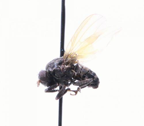 Minettia sp.