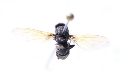 Minettia sp.