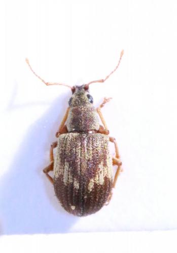 Réf. 142 598 : Pseudomyllocerus sinuatus