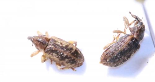 Réf. 142 604 : Dorytomus sp.