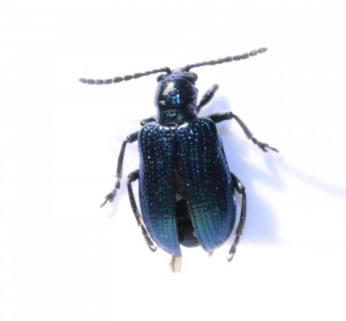 Réf. 142 596 : Oulema sp.