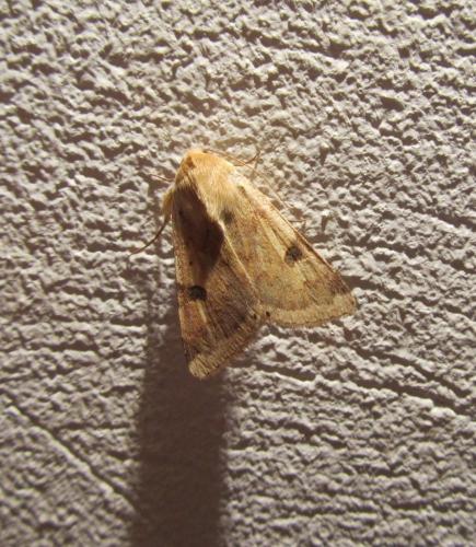 Réf. 142 473 : Heliothis peltigera