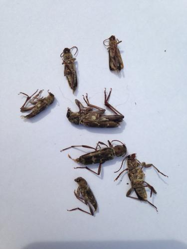 Xylotrechus stebbingi