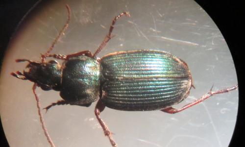 Réf. 142 491 : Chlaenius decipiens