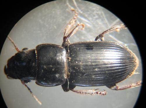 Acinopus picipes