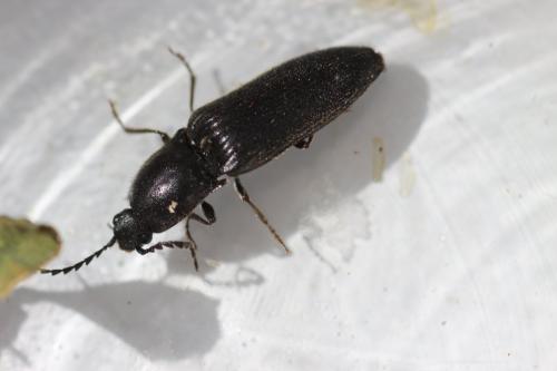 Réf. 142 258 : Hemicrepidius sp.