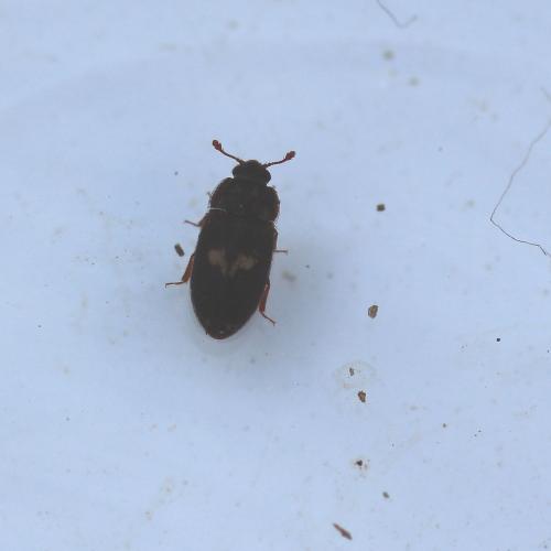 Biphyllus lunatus