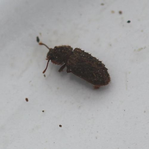 Endophloeus markovichianus